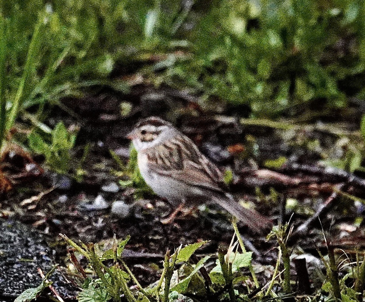 Clay-colored Sparrow - ML619997269