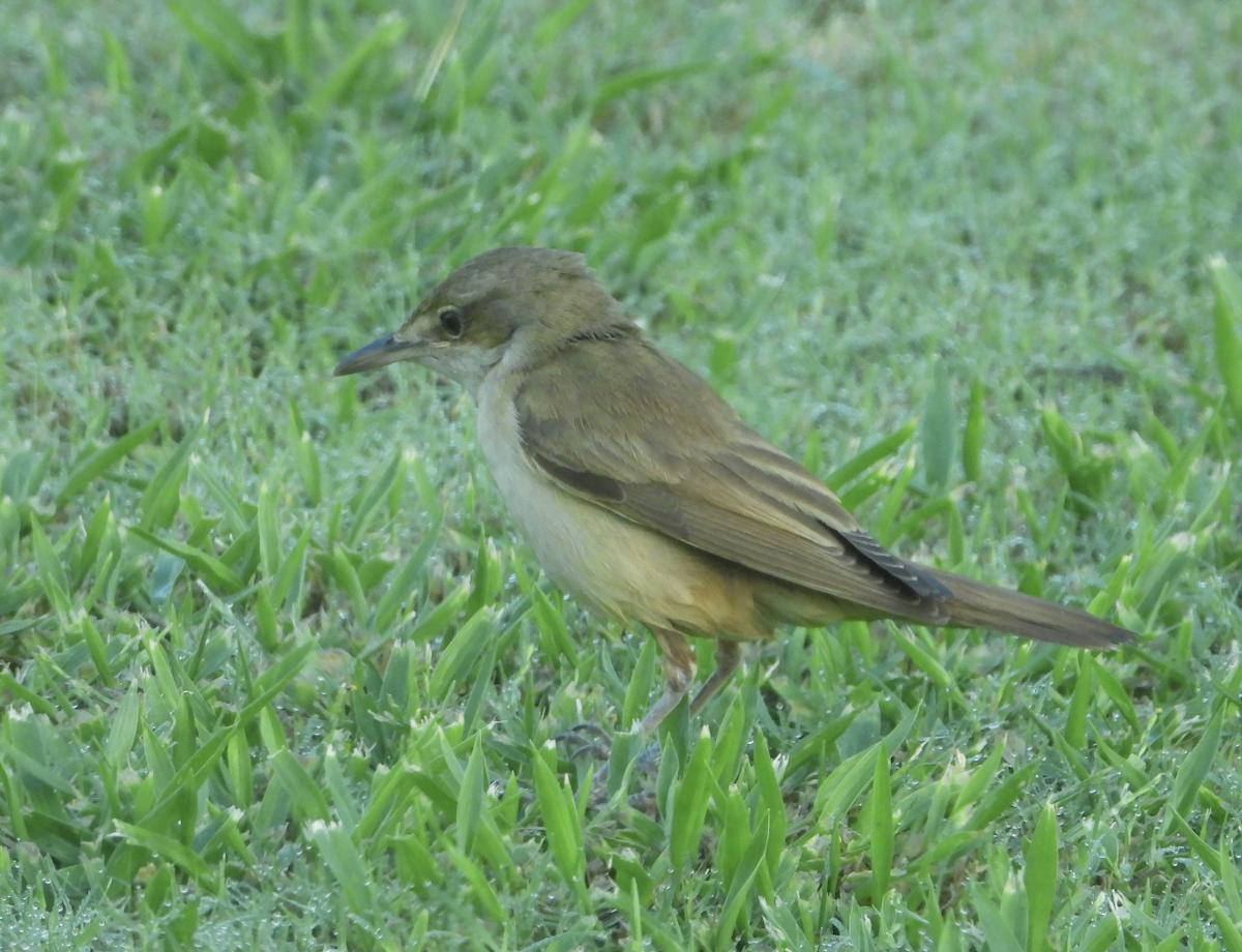 Great Reed Warbler - ML619997273