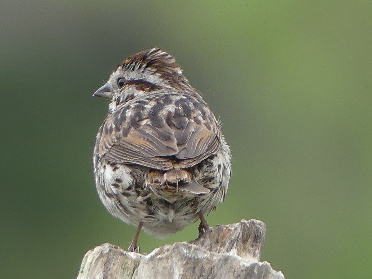 Song Sparrow - ML619997285