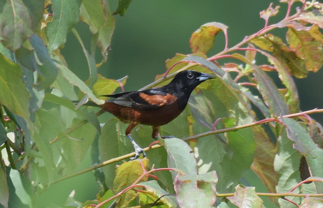 Orchard Oriole - ML619997302