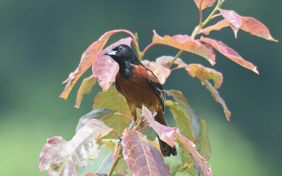 Orchard Oriole - ML619997303