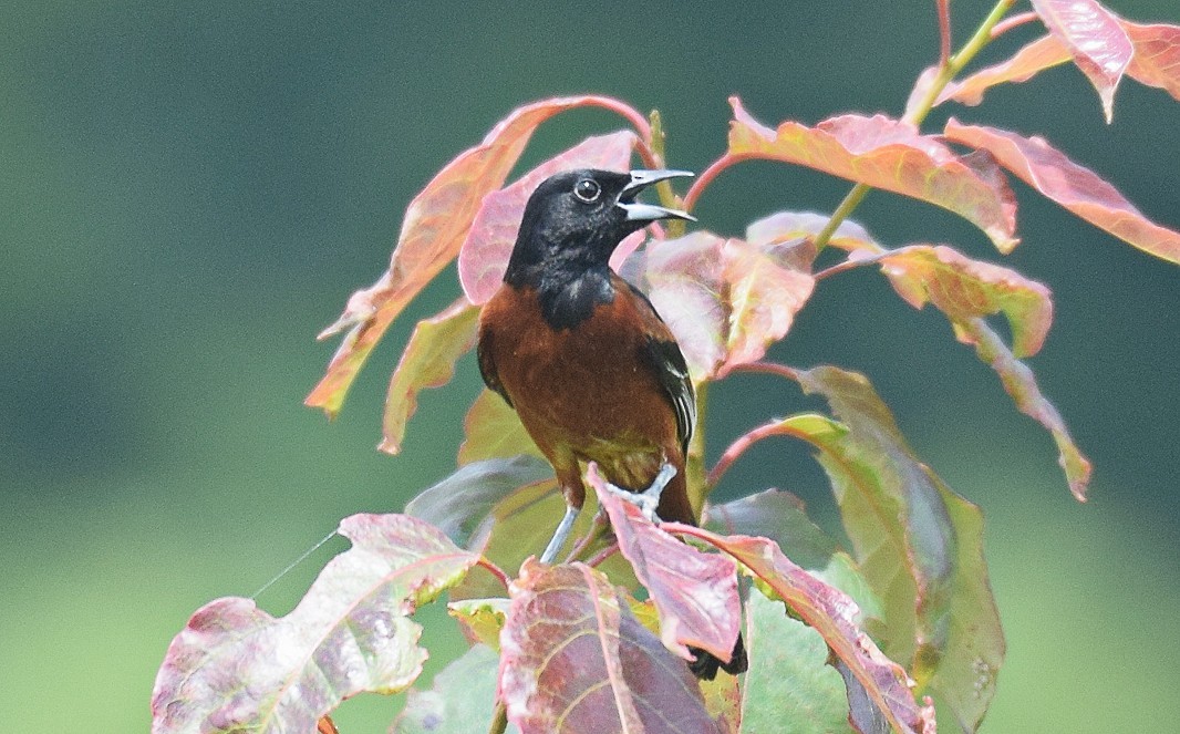 Orchard Oriole - ML619997304