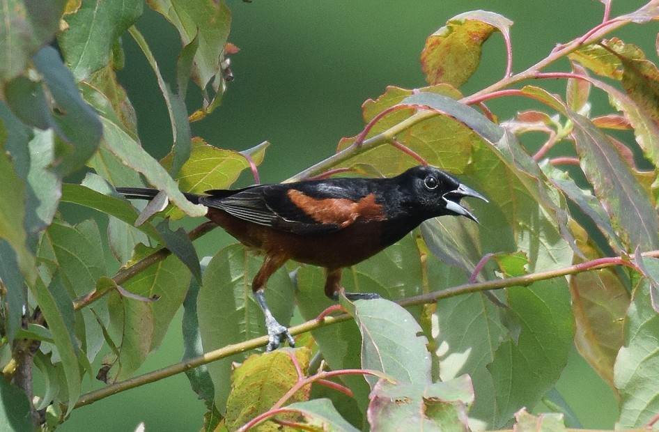 Orchard Oriole - ML619997305