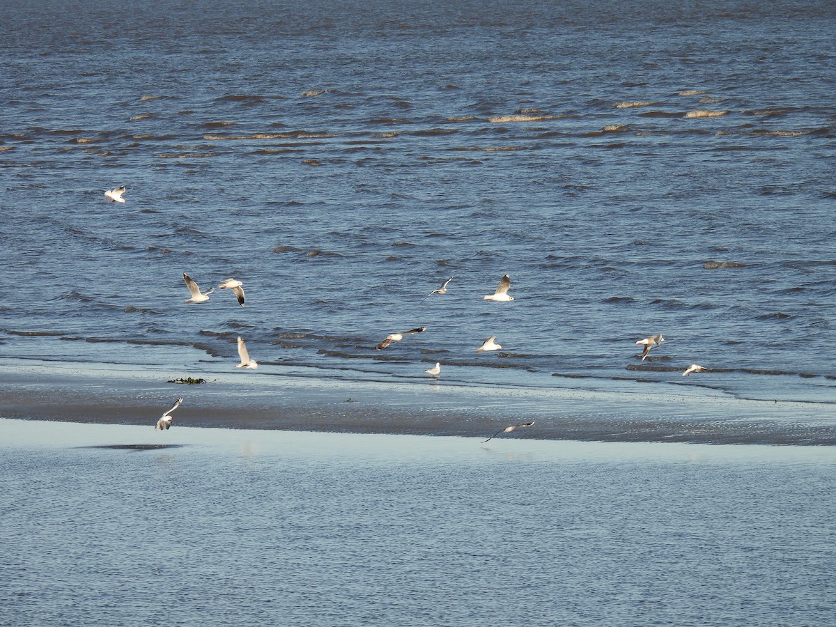 Brown-hooded Gull - ML619997307