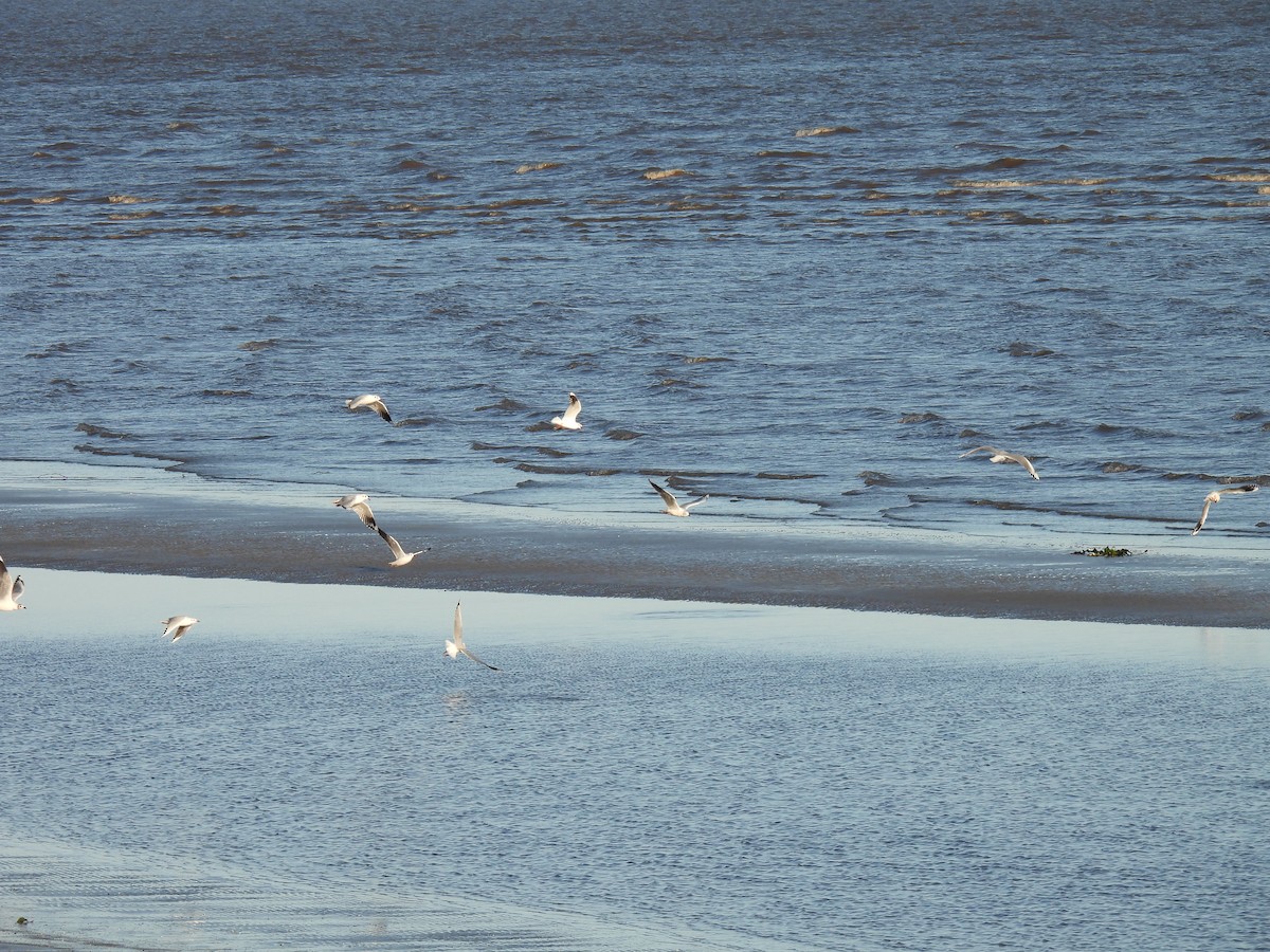 Brown-hooded Gull - ML619997308