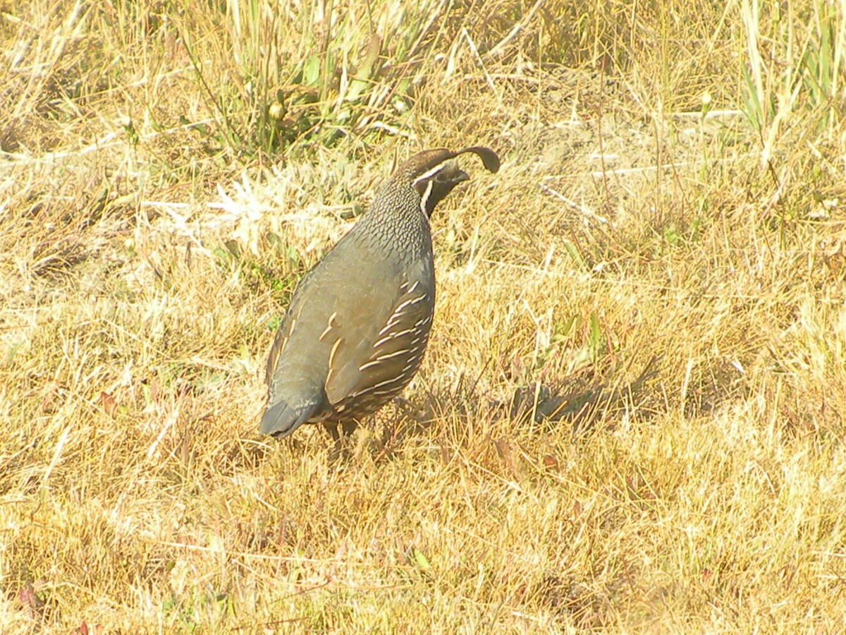 California Quail - David Scott