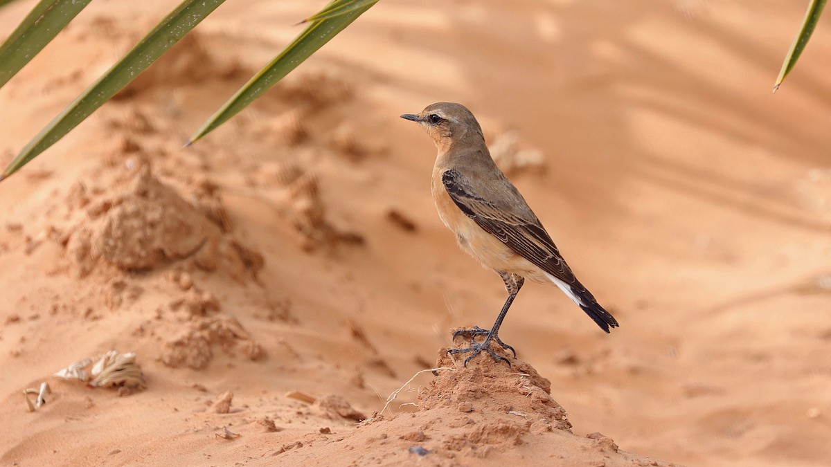 Northern Wheatear - ML619997326