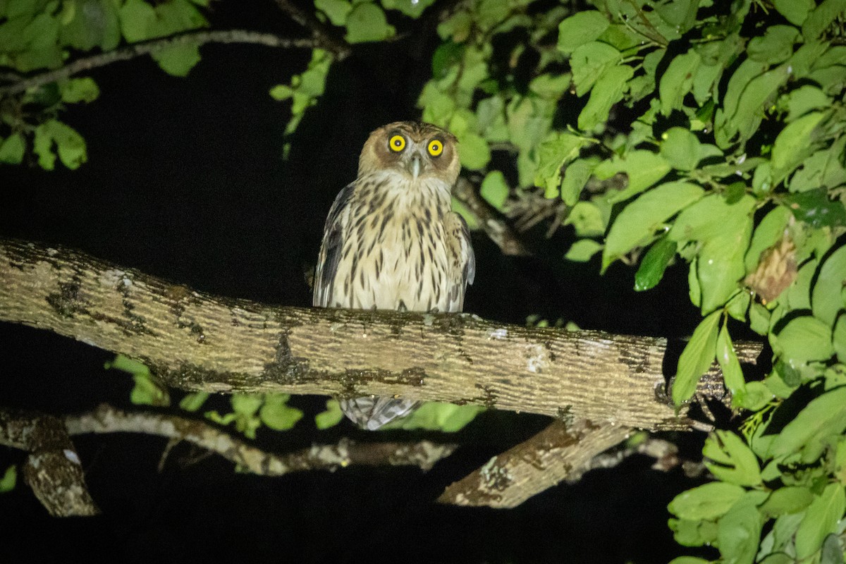 Philippine Eagle-Owl - ML619997344
