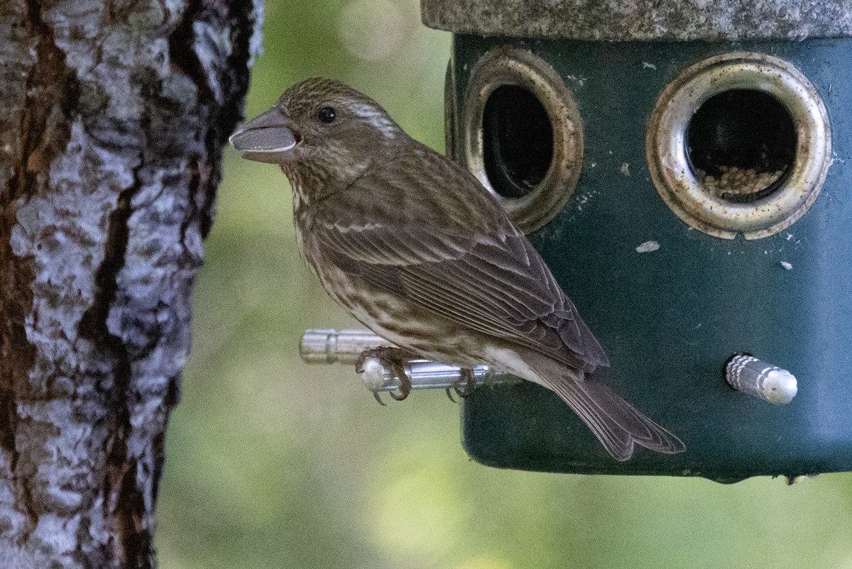 Purple Finch - ML619997347