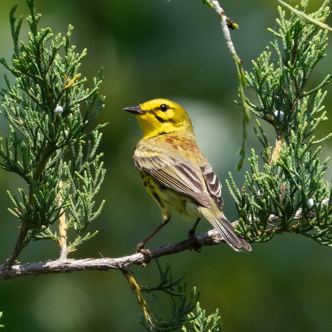 Prairie Warbler - ML619997348