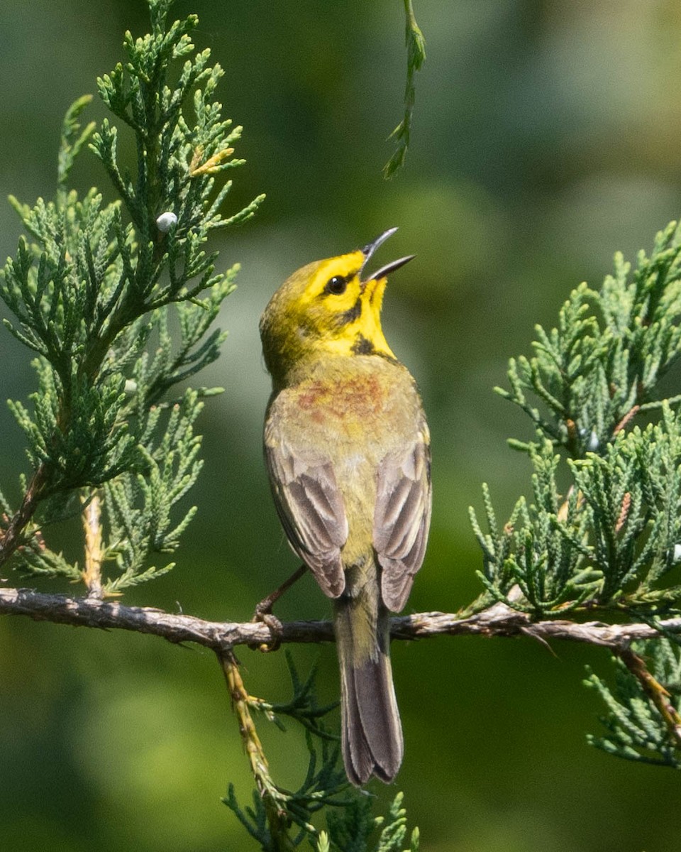 Prairie Warbler - ML619997349