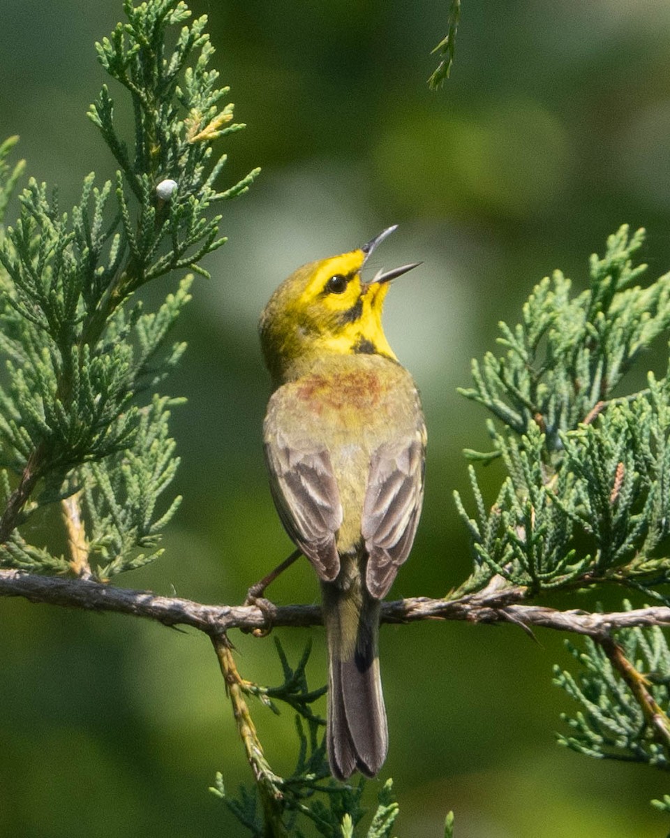 Prairie Warbler - ML619997350