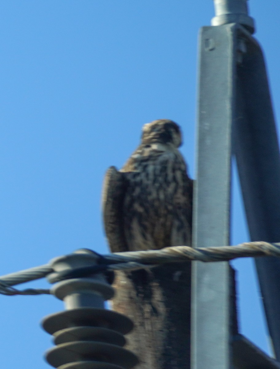 large falcon sp. - ML619997365