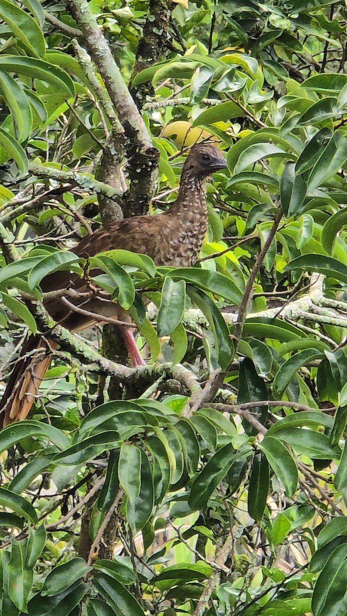 Speckled Chachalaca - ML619997390