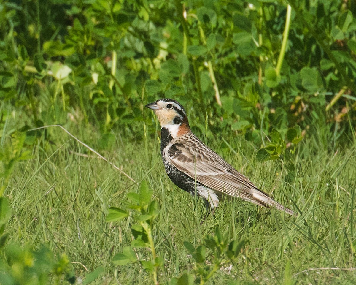 Chestnut-collared Longspur - ML619997392