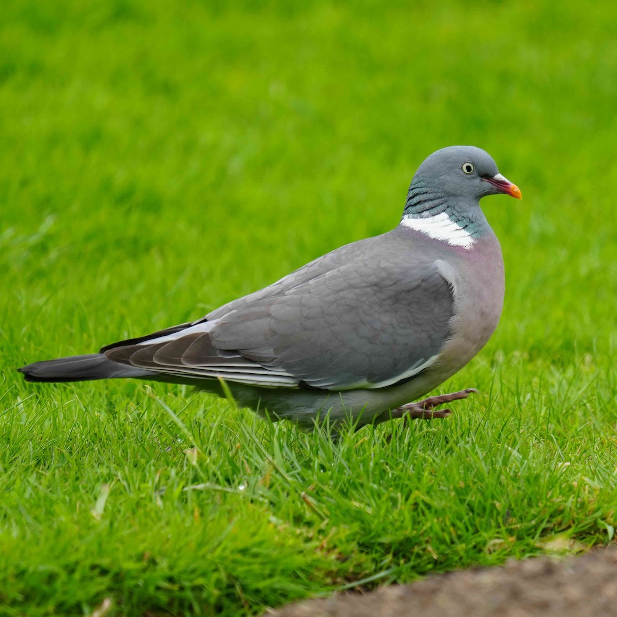 Common Wood-Pigeon - ML619997395