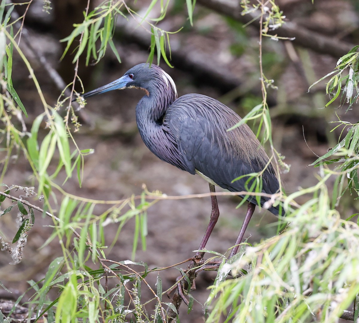 Tricolored Heron - ML619997398