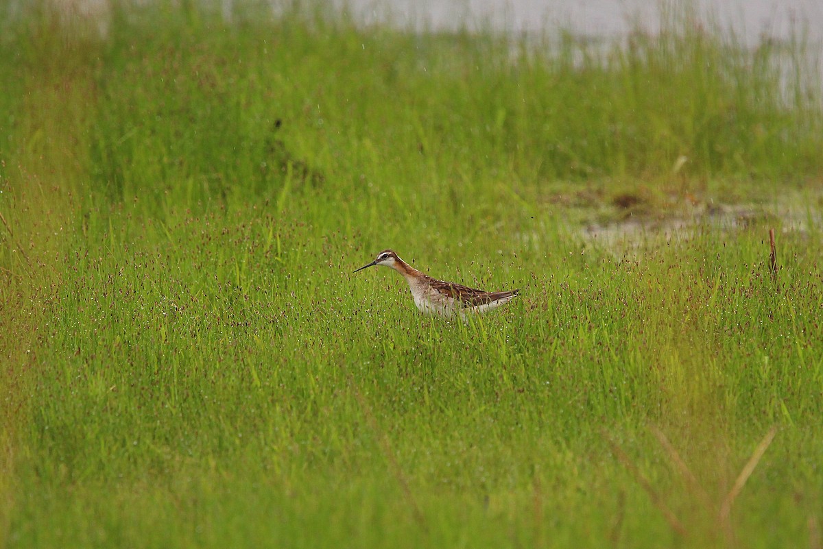 Wilson's Phalarope - ML619997400