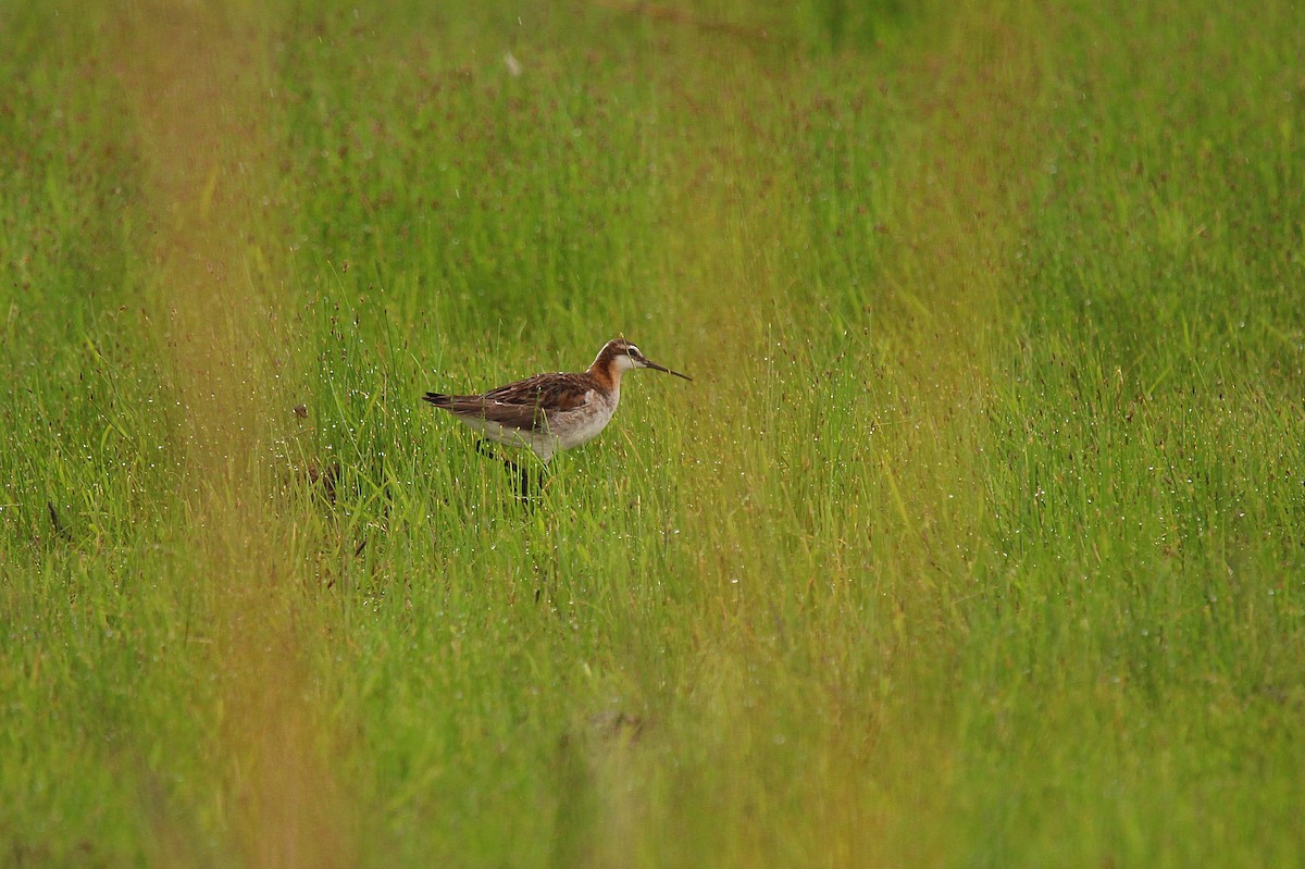 Wilson's Phalarope - ML619997403