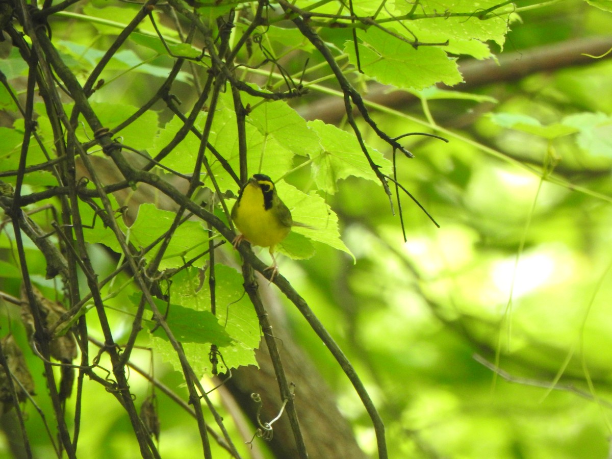 Kentucky Warbler - ML619997407