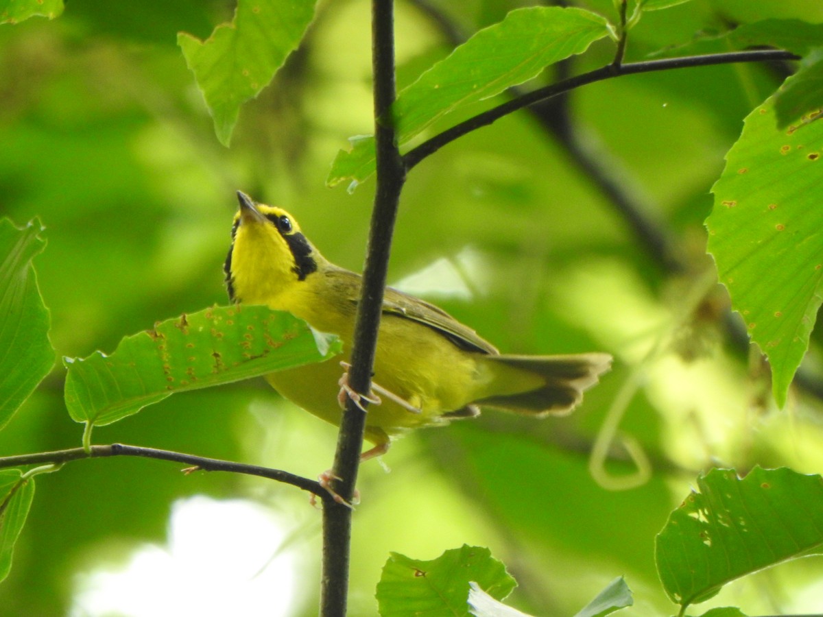 Kentucky Warbler - Bill Stanley