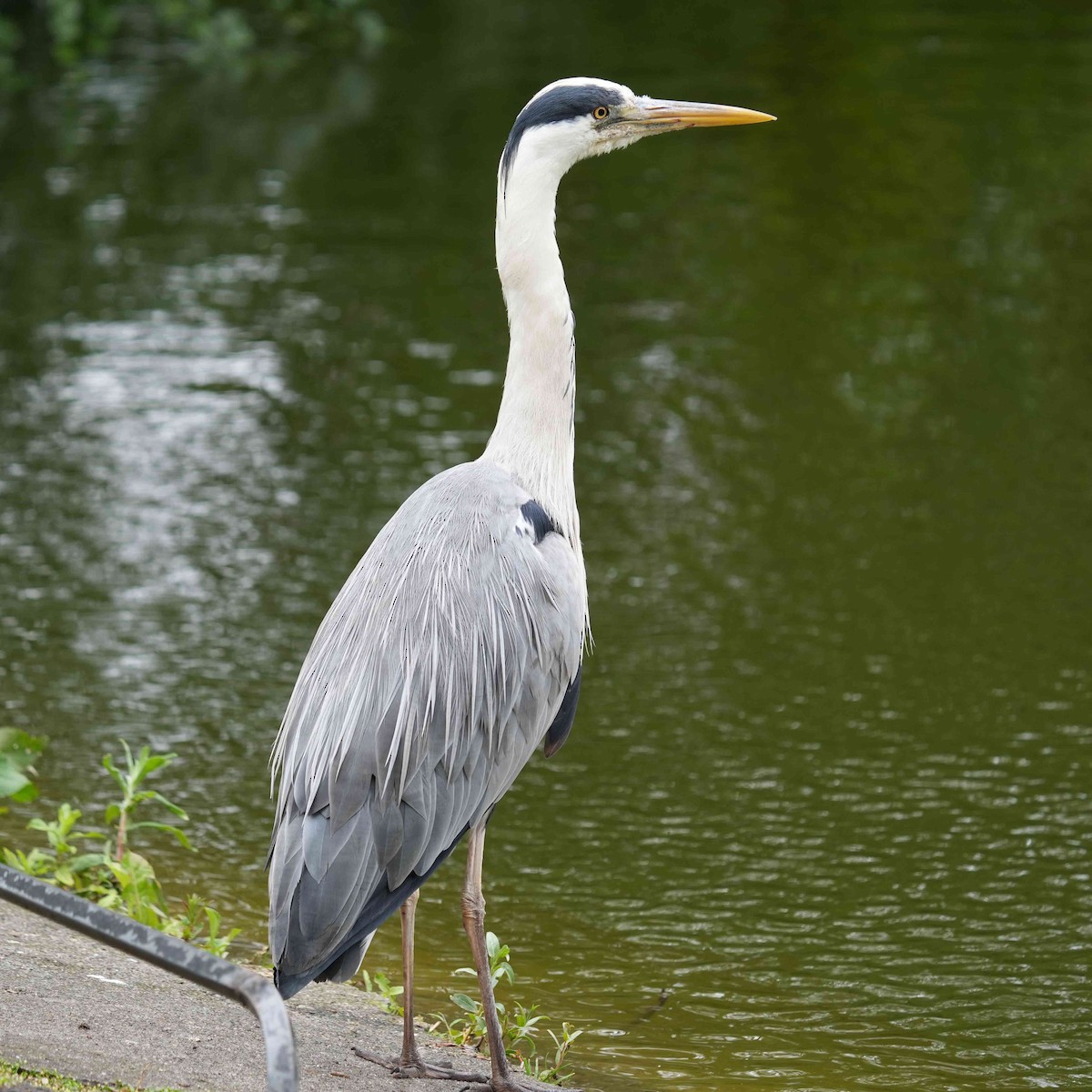 Gray Heron - ML619997409