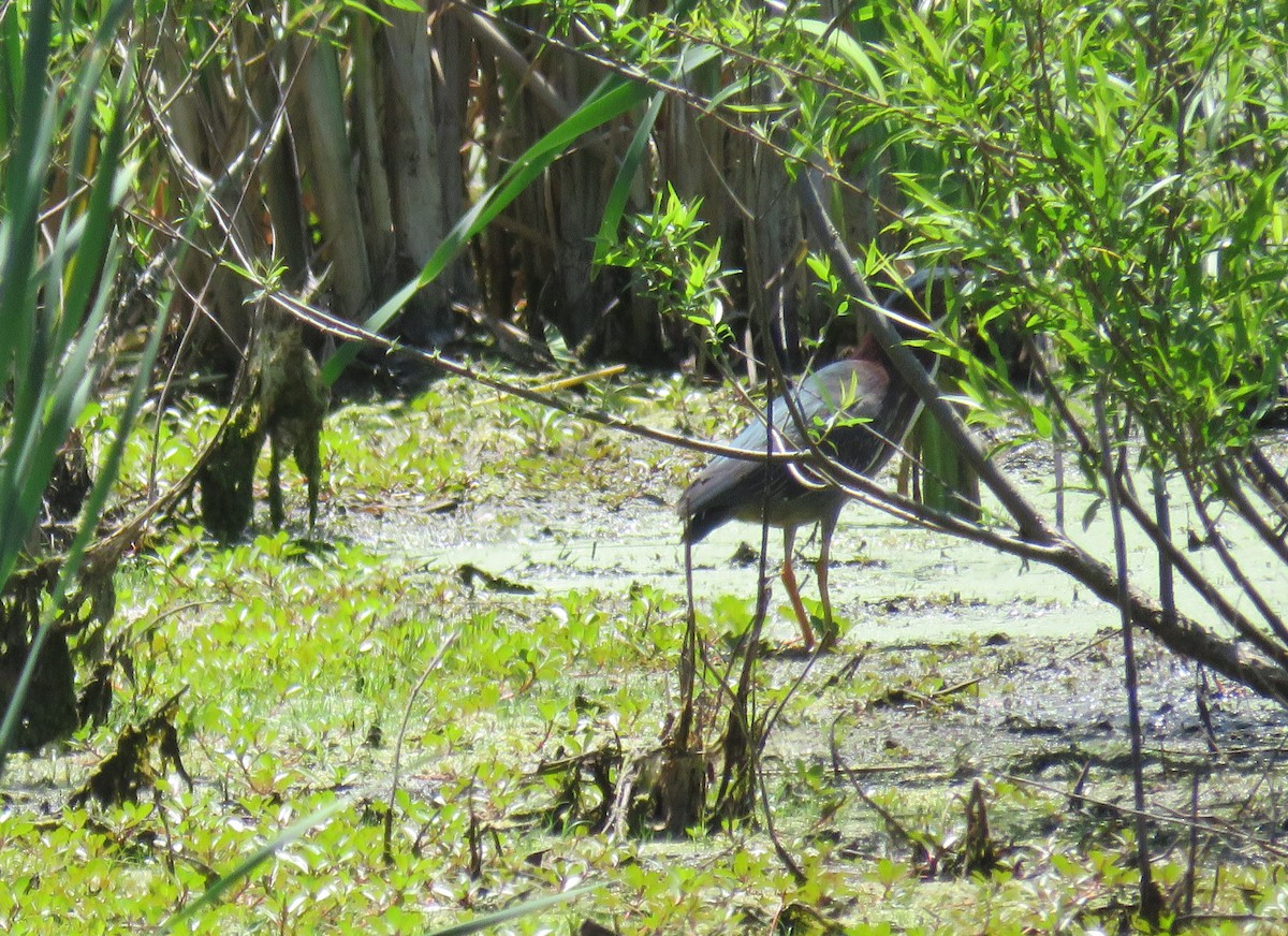 Green Heron - ML619997411