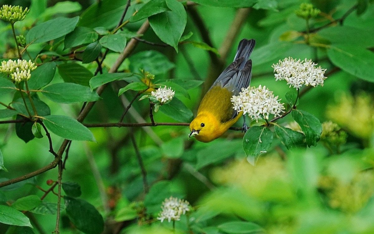 Prothonotary Warbler - ML619997414