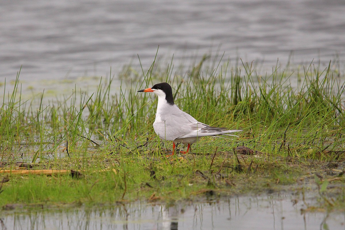 Forster's Tern - ML619997416