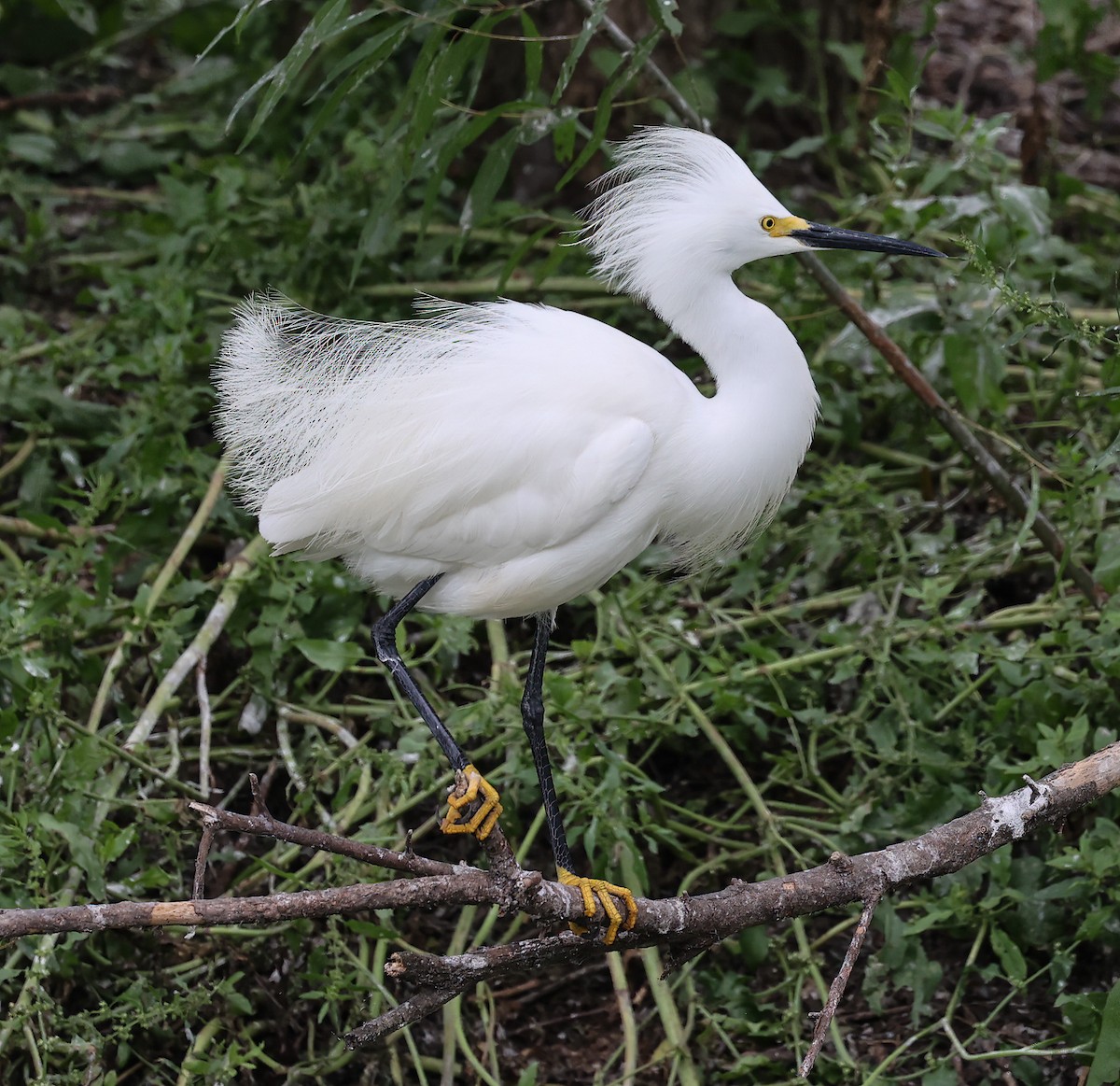 Snowy Egret - ML619997419