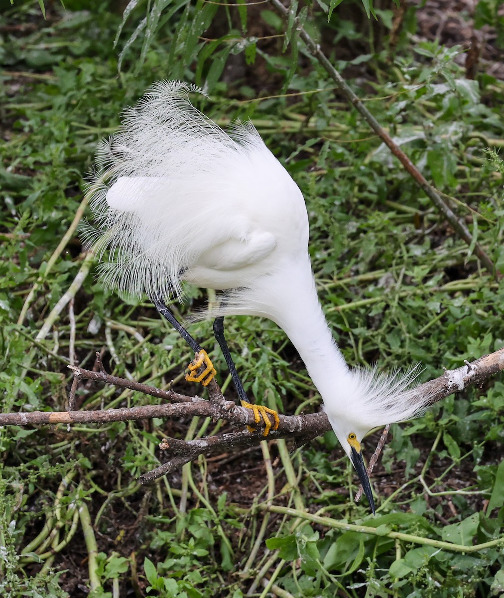 Aigrette neigeuse - ML619997420