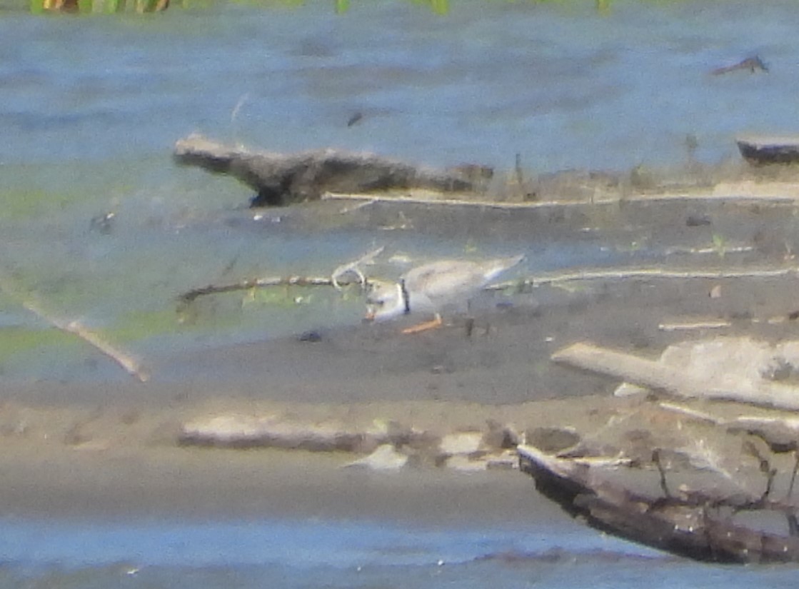 Piping Plover - ML619997422