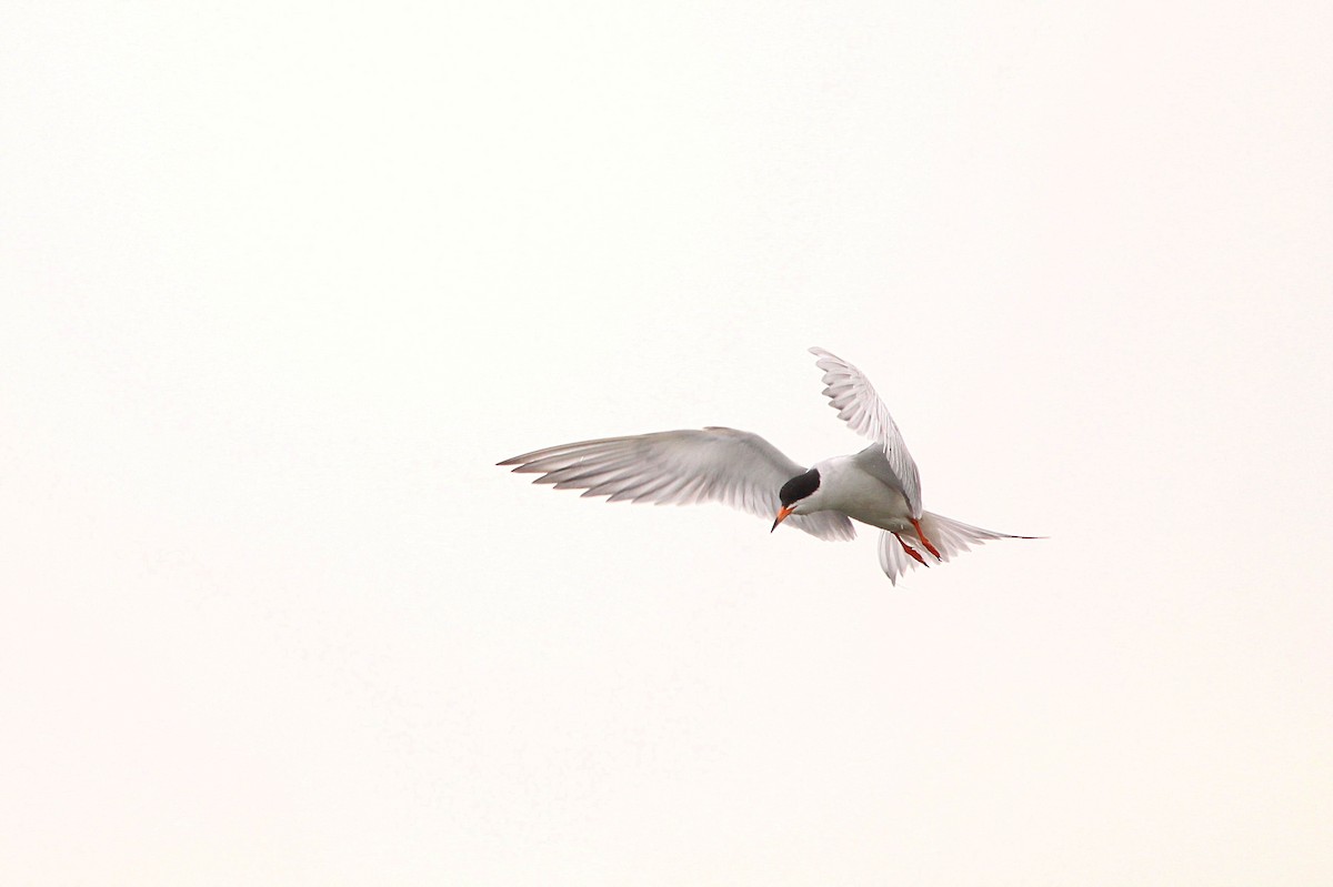 Forster's Tern - ML619997424