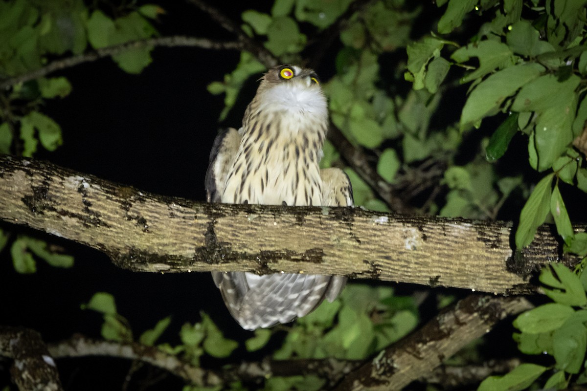 Philippine Eagle-Owl - ML619997427