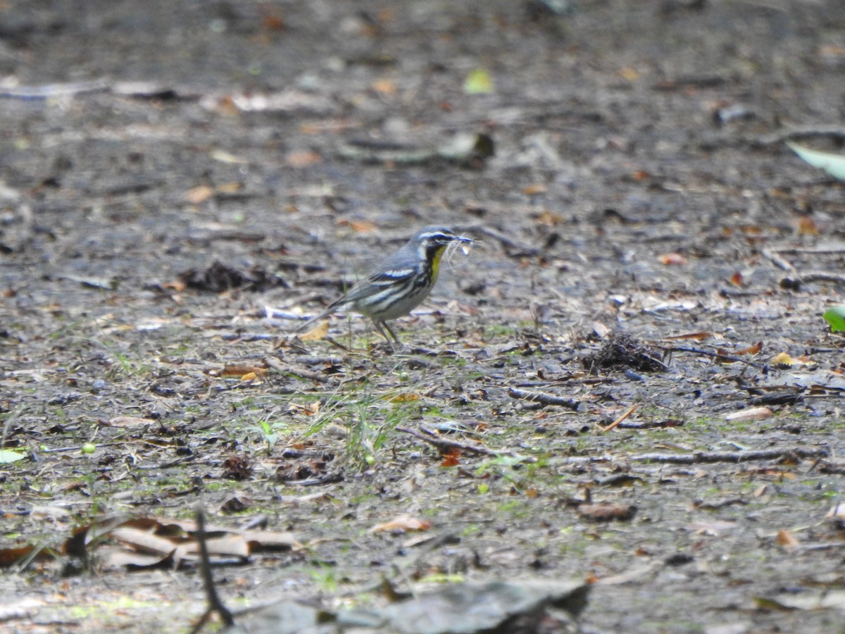 Yellow-throated Warbler - ML619997435
