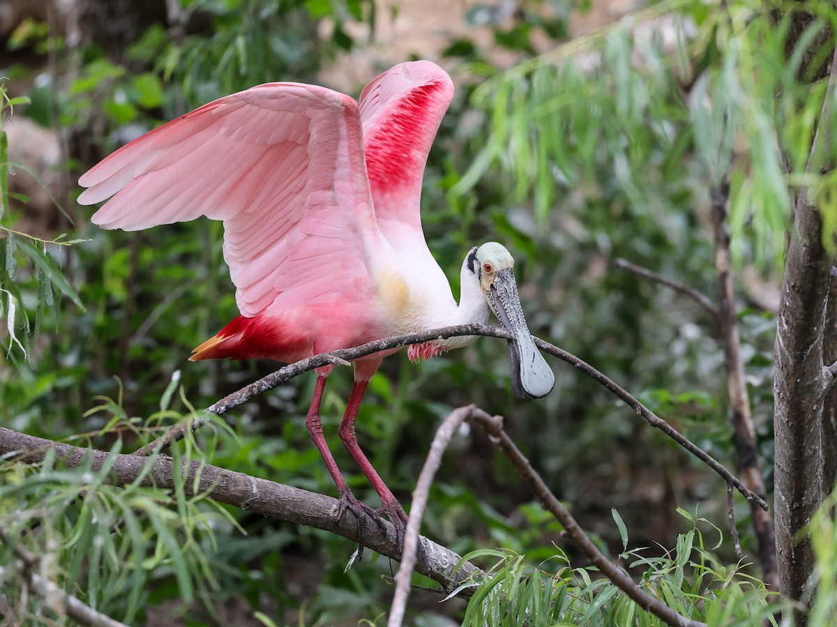 Roseate Spoonbill - ML619997449