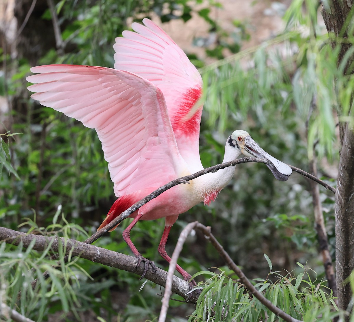 Roseate Spoonbill - ML619997450