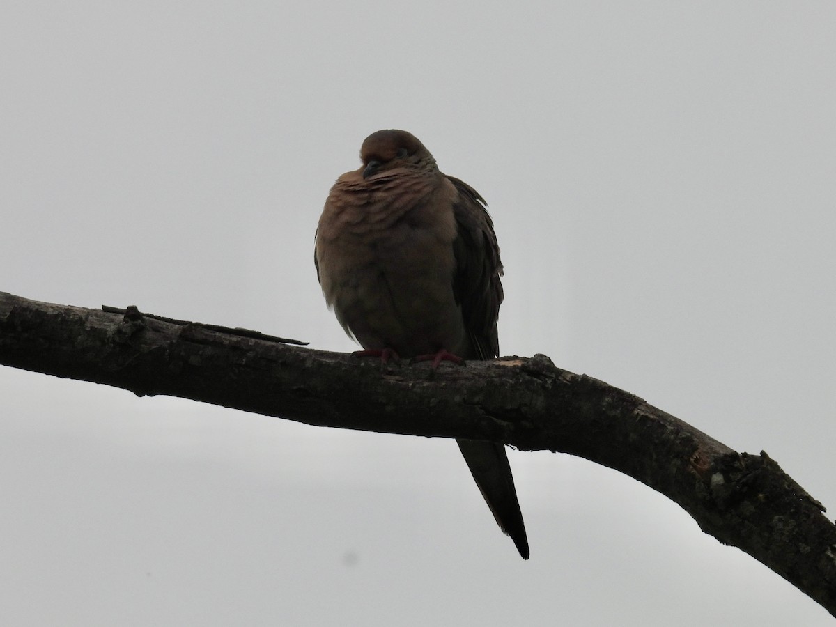 Mourning Dove - ML619997452