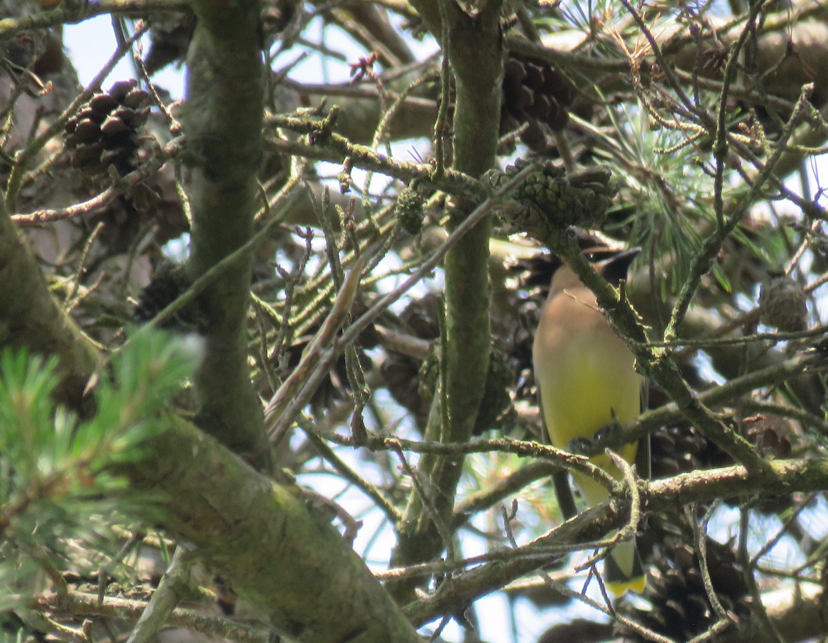 Cedar Waxwing - ML619997460