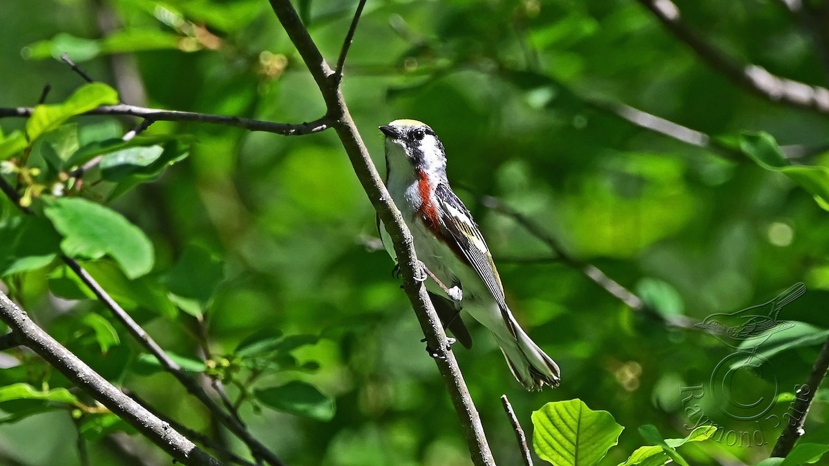 Chestnut-sided Warbler - ML619997468