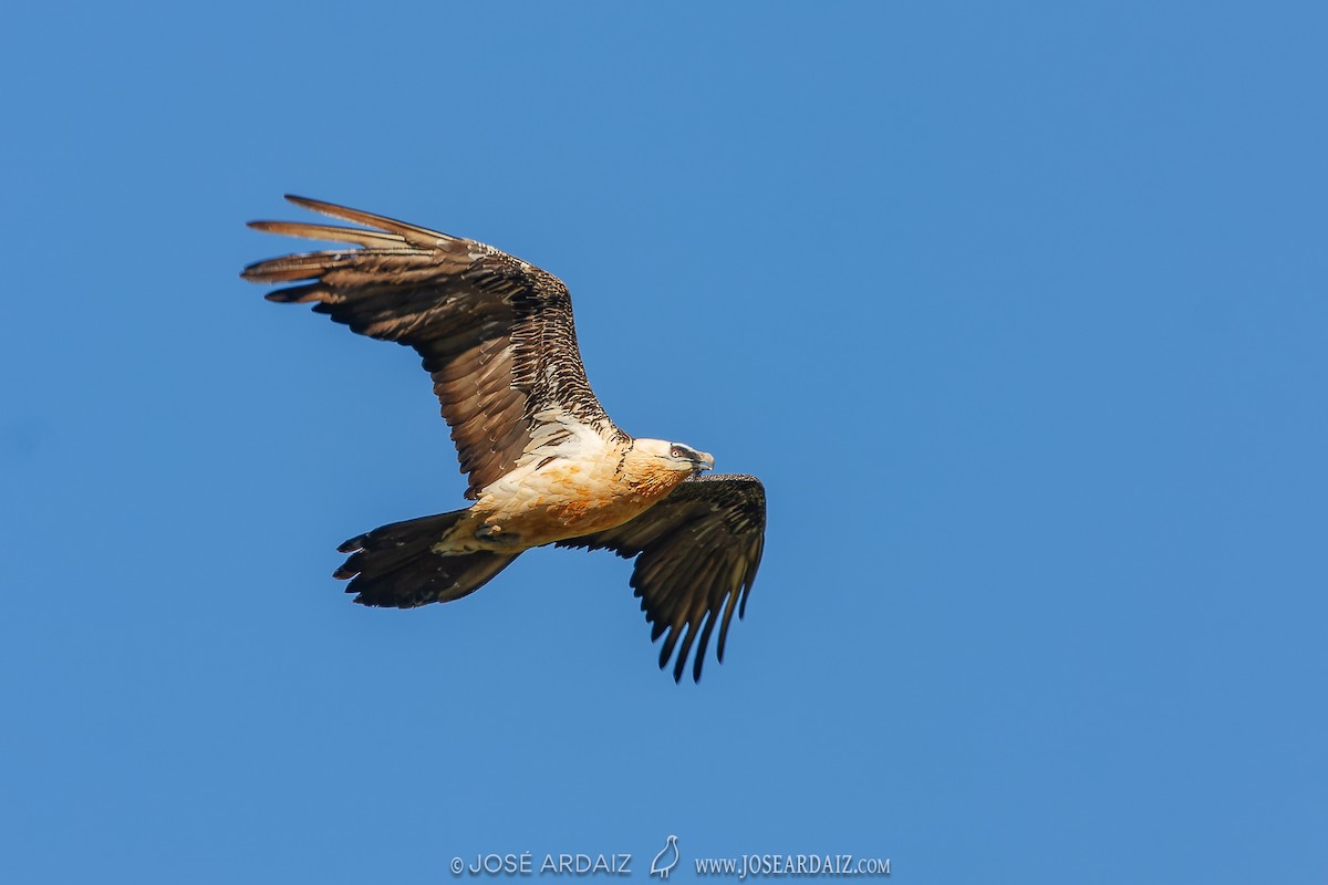 Bearded Vulture - ML619997474