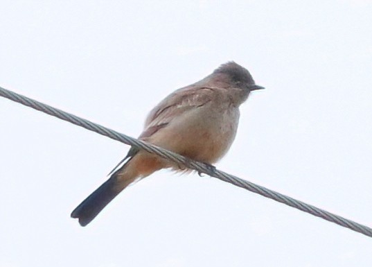 Say's Phoebe - ML619997484