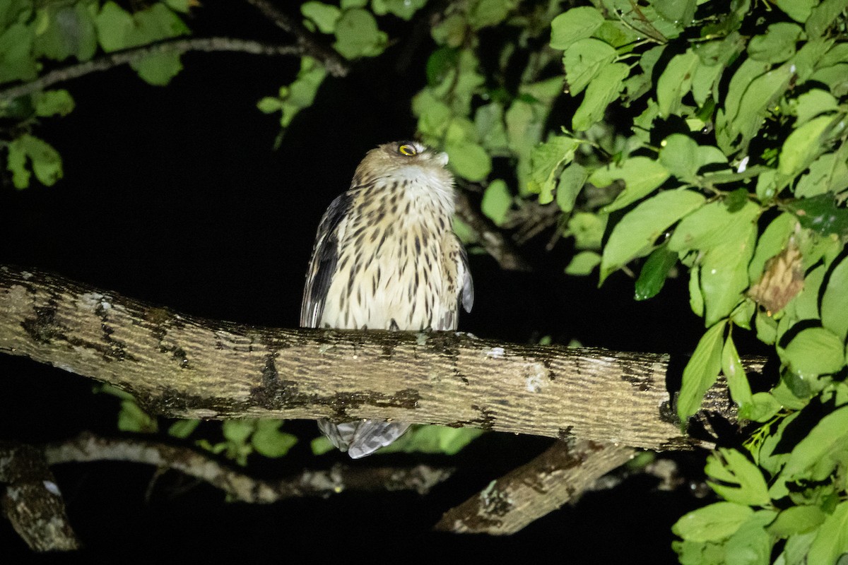 Philippine Eagle-Owl - ML619997485