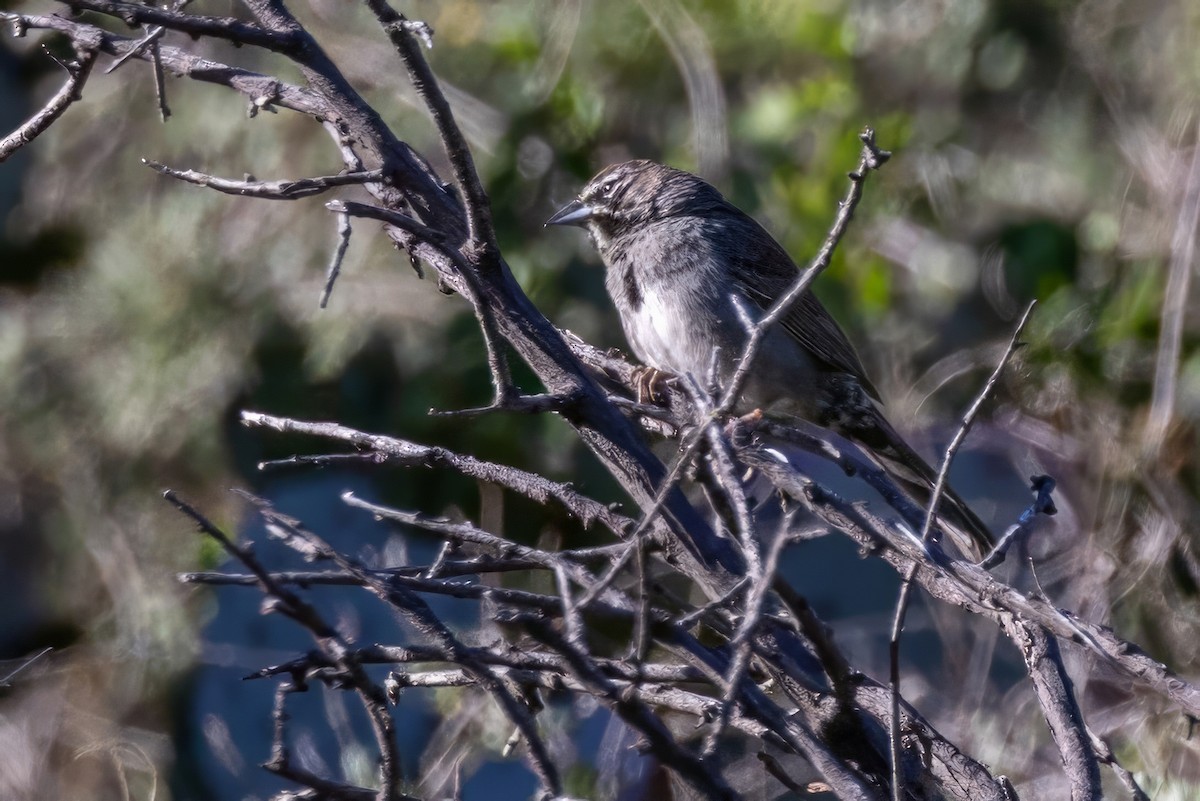 Five-striped Sparrow - ML619997493