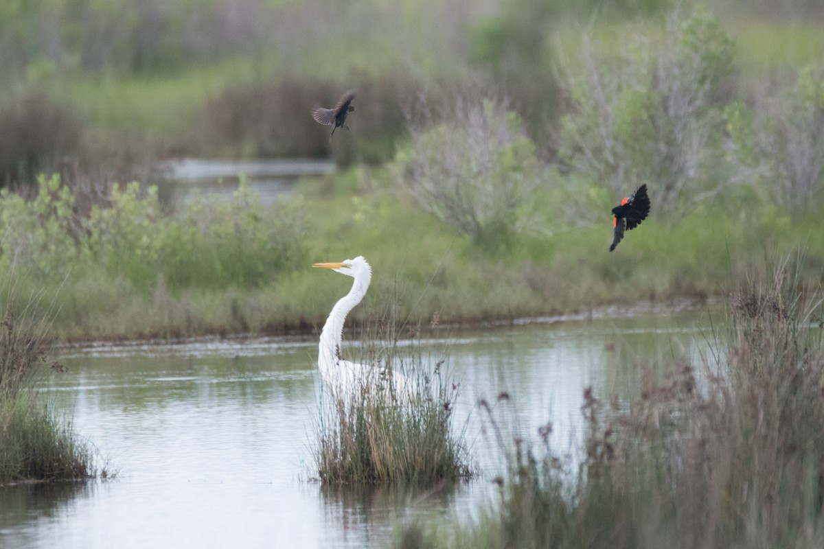 Great Egret - ML619997495