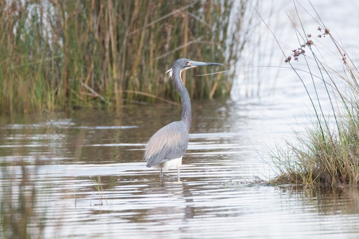 Tricolored Heron - ML619997498