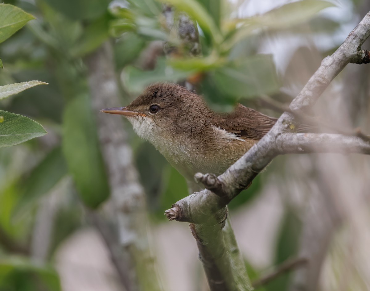 Common Reed Warbler - ML619997502