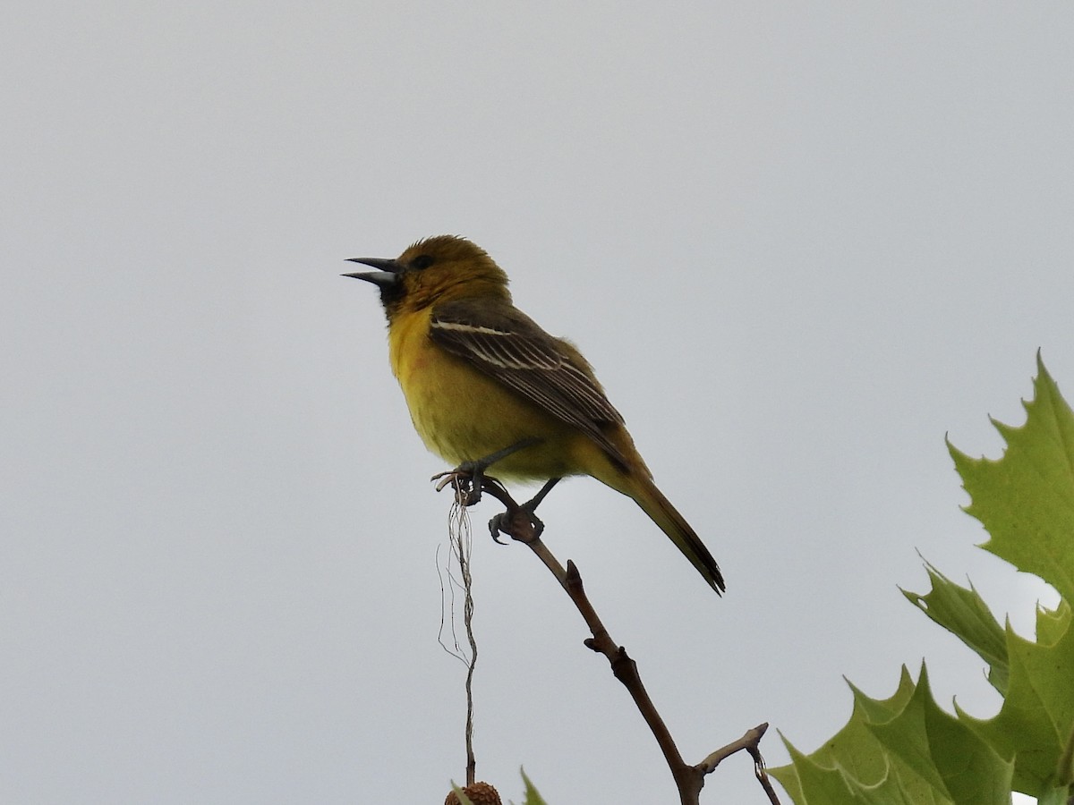 Orchard Oriole - ML619997504
