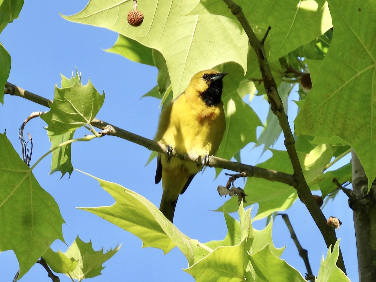 Orchard Oriole - Stan Arnold