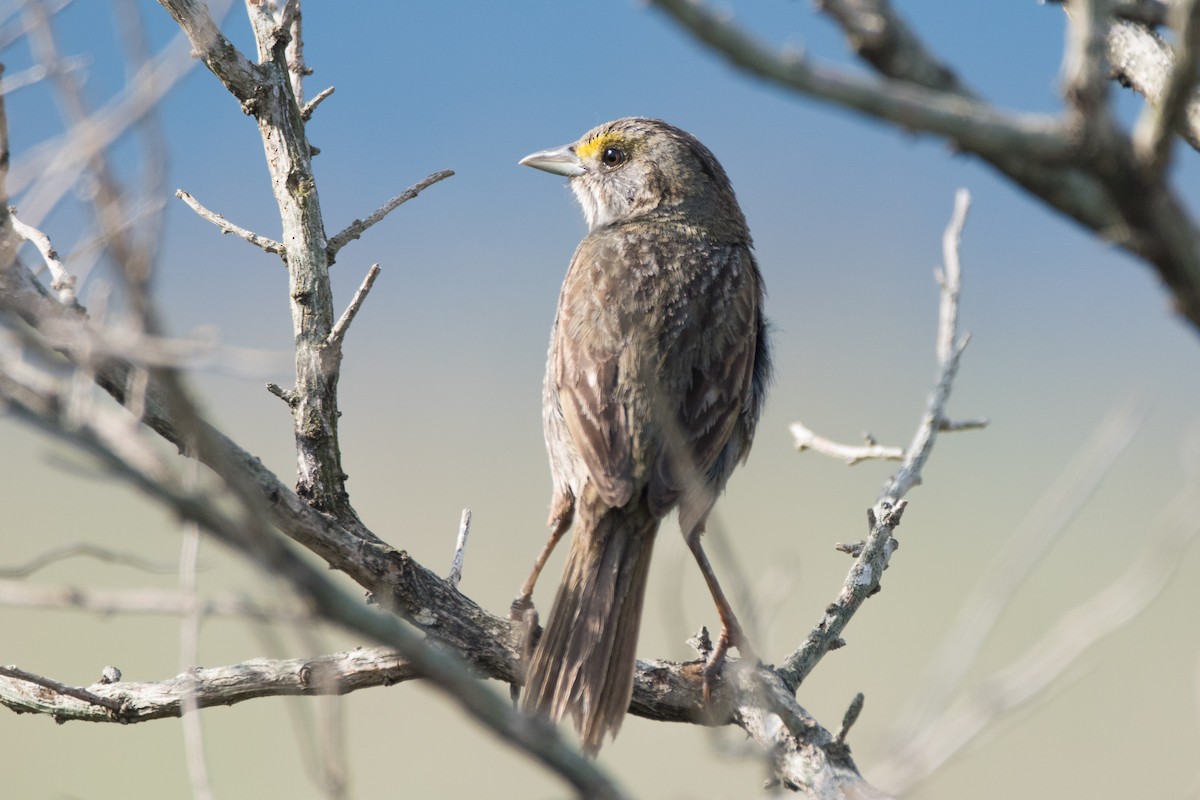 Seaside Sparrow - ML619997507